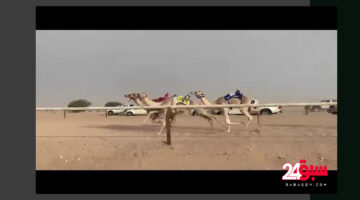 بالفيديو “طاحت”.. شاهد لحظة سقوط فتيات من أعلي ظهر الجمل في سباق الهجن بالعلا